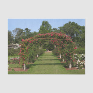 Rose Arch Elizabeth Park Garden Hartford Seidenpapier