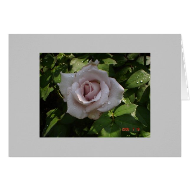 rose argent sterling (Devant horizontal)