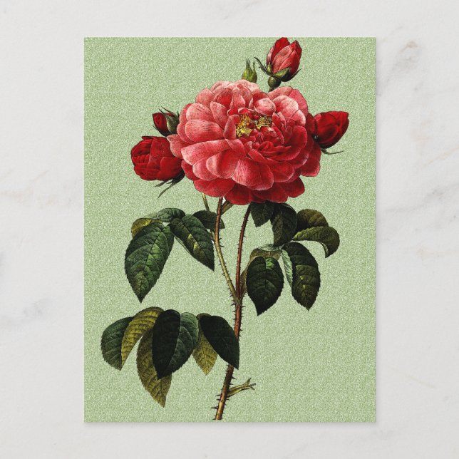 Rose Art Postkarte (Vorderseite)