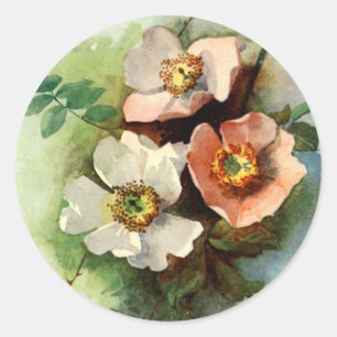Rose auf dem Weinberg - Aufkleber