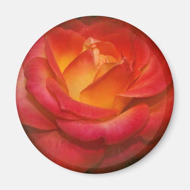 Rose auf Pergament Magnet (Vorne)