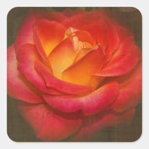 Rose auf Pergament Quadratischer Aufkleber