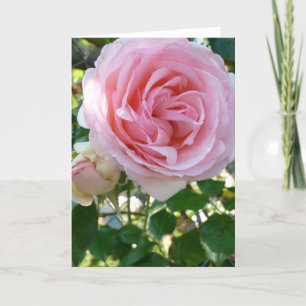 Rose auf rosa Grußkarte Karte