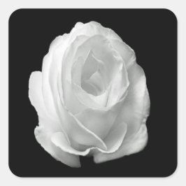 Rose auf schwarzem Hintergrund Quadratischer Aufkleber