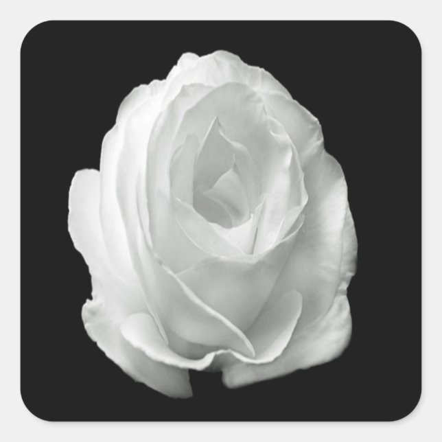 Rose auf schwarzem Hintergrund Quadratischer Aufkleber (Vorderseite)