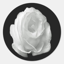 Rose auf schwarzem Hintergrund