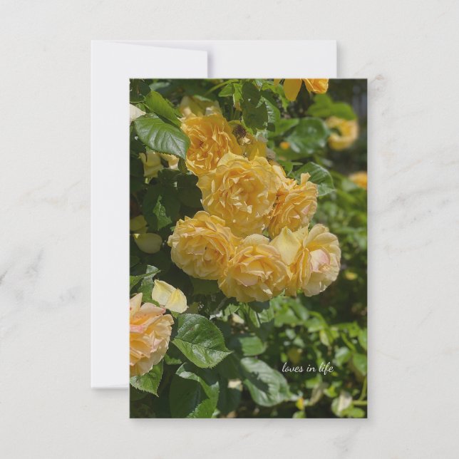 Rose aus dem Gelben Garten Mitteilungskarte (Vorderseite)