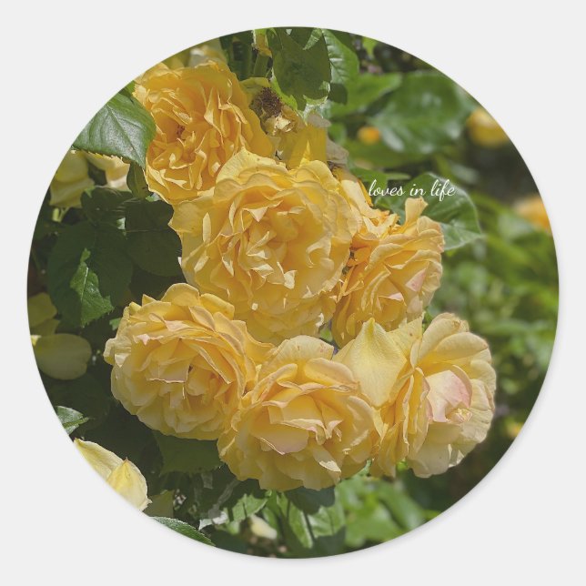 Rose aus dem Gelben Garten Runder Aufkleber (Vorderseite)