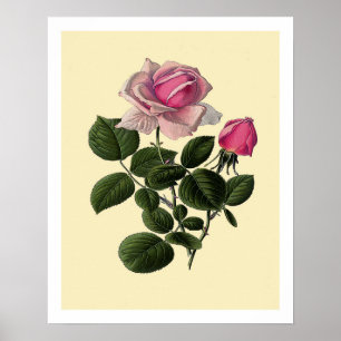 Rose aus rosa Tee Poster