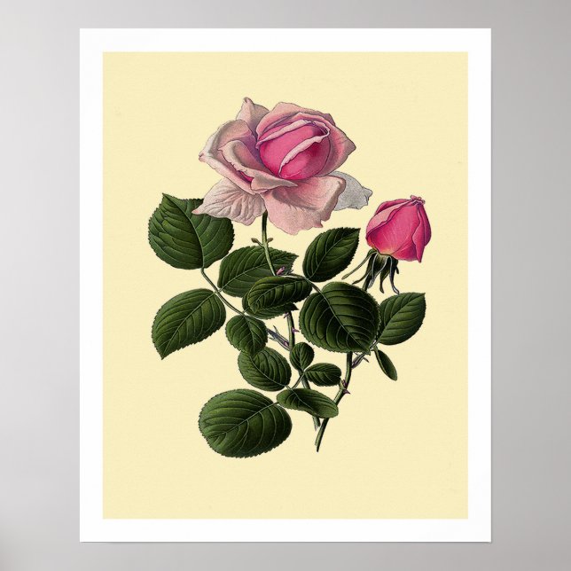 Rose aus rosa Tee Poster (Vorne)