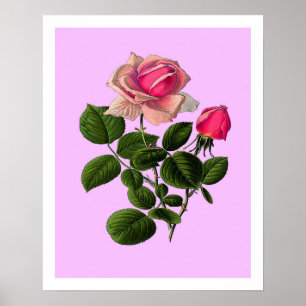 Rose aus rosa Tee Poster