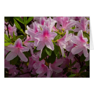 Rose Azalea Bush printemps floral