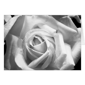 Rose B/W