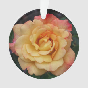 Rose Beautiful Pink and Yellow Floral