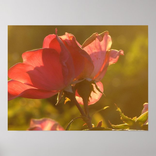 Rose bei Sonnenuntergang Poster (Vorne)
