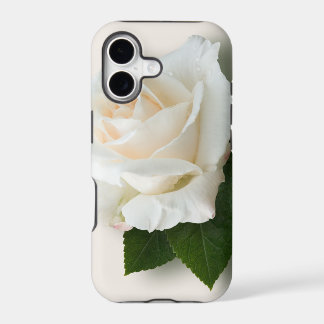 Rose blanc 'Pascali