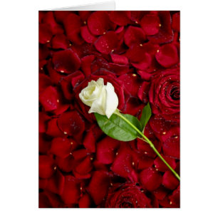 Rose blanc sur les pétales rouges