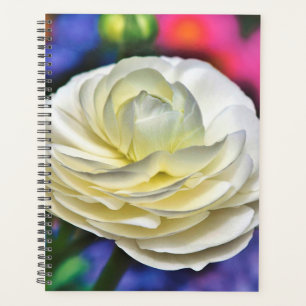 Rose blanche