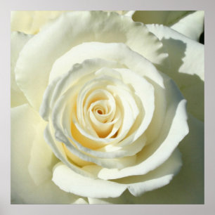 Rose blanche crème - Poster