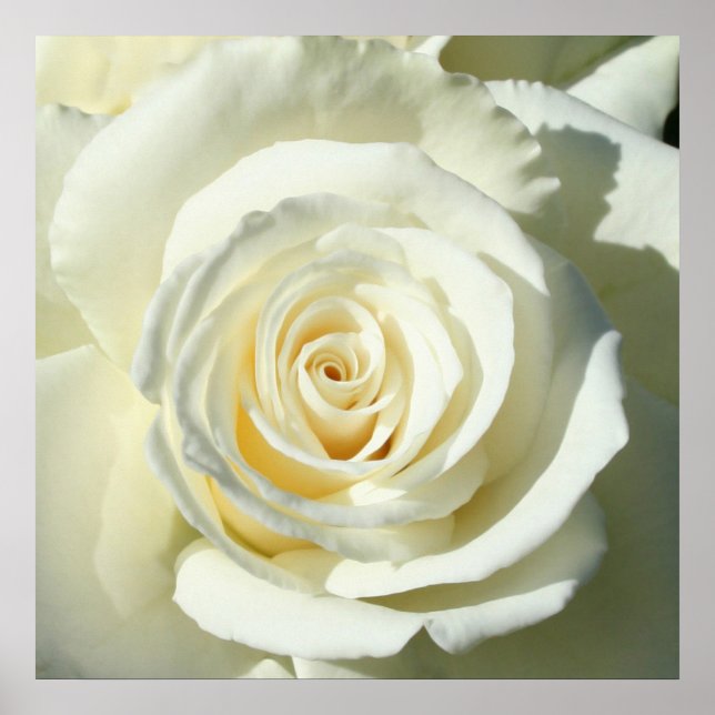 Rose blanche crème - Poster (Devant)