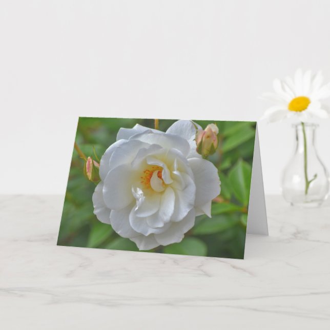 Rose blanche dans une carte de note d'art dans un  (Petite plante)
