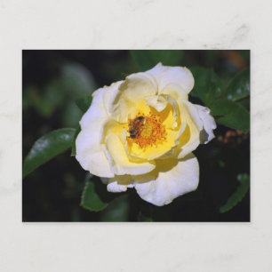 Rose blanche et jaune avec carte postale abeille