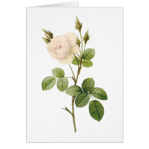 rose blanche (Rosa campanulata alba) par Redouté