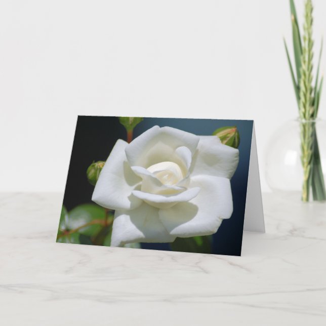 Rose blanche simple - Carte de note (Devant)
