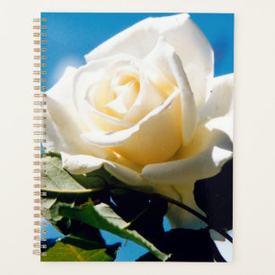Rose blanche sous ciel bleu
