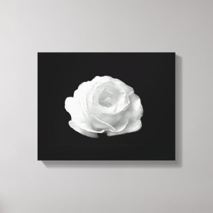 Rose blanche sur toile Arrière - plan noire