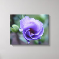 Rose bleu de Sharon 14 x 11 toile Imprimer