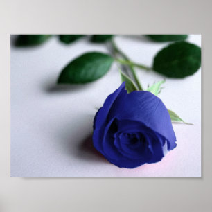 Rose bleu - Poster