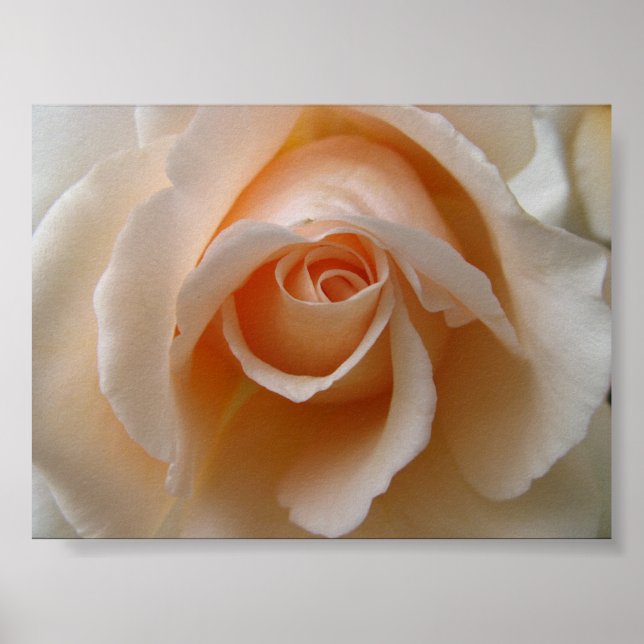 Rose Blossom Close Up Poster (Vorne)