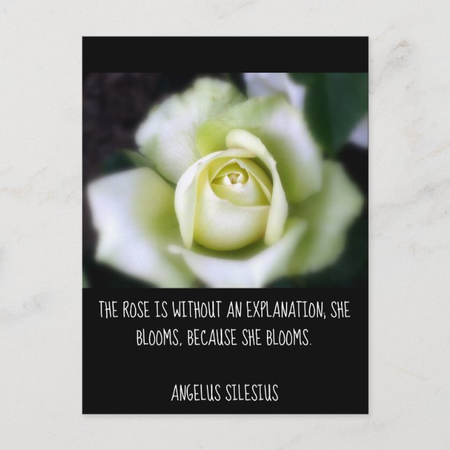 Rose blüht auf, weil Zitat Postkarte (Vorderseite)