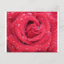 Rose Blume blühen Blütenblätter Wassertropfen Postkarte