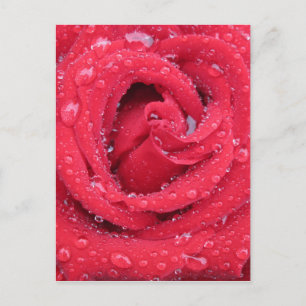 Rose Blume blühen Blütenblätter Wassertropfen Postkarte