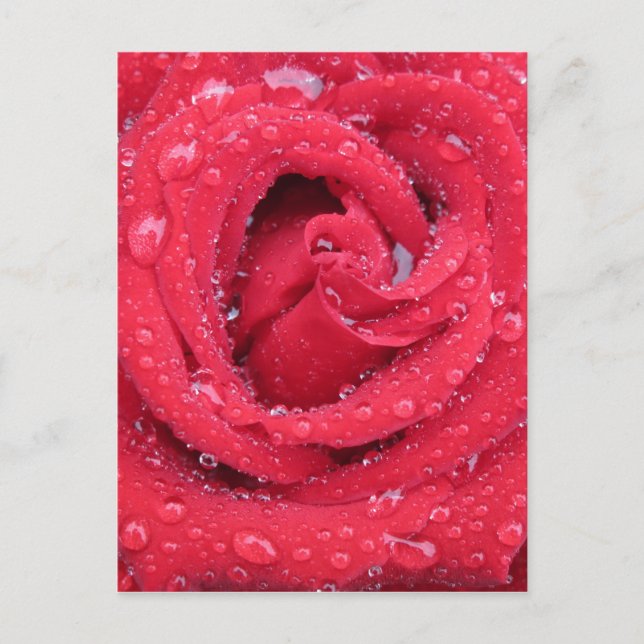 Rose Blume blühen Blütenblätter Wassertropfen Postkarte (Vorderseite)