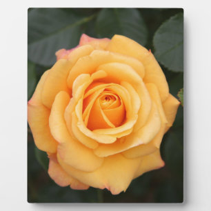 Rose Blume Blume Liebe Ehefrau Liebespaar Fotoplatte