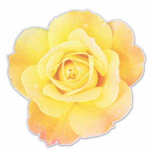 Rose Blume Blumenorange Gelbe Osterfrühling Aufkleber