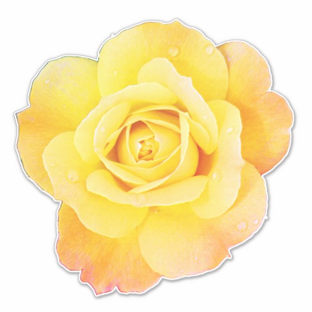 Rose Blume Blumenorange Gelbe Osterfrühling Aufkleber (Vorderseite)