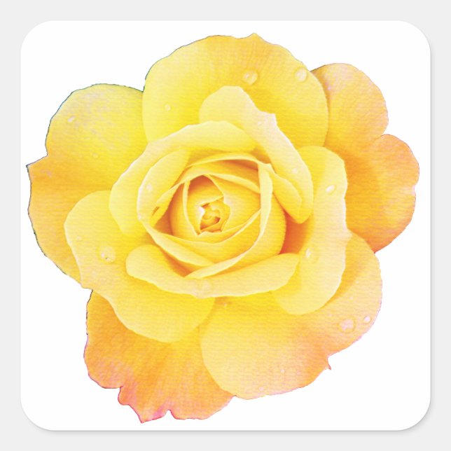 Rose Blume Blumenorange Gelbe Osterfrühling Quadratischer Aufkleber (Vorderseite)