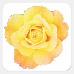 Rose Blume Blumenorange Gelbe Osterfrühling Quadratischer Aufkleber
