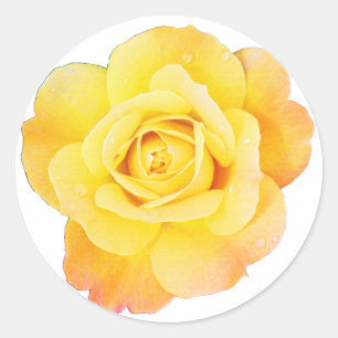 Rose Blume Blumenorange Gelbe Osterfrühling Runder Aufkleber