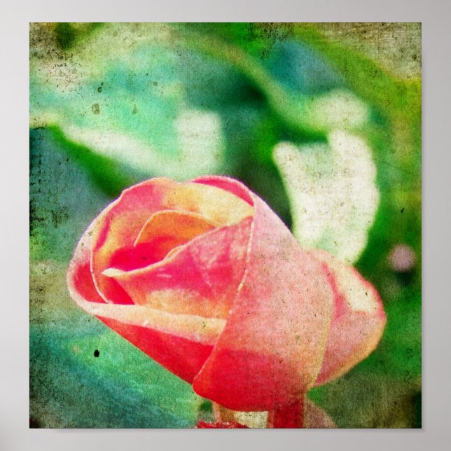 Rose Blume Bud Poster (Vorne)