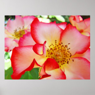 Rose Blume druckt farbenfrohe helle Rose Poster