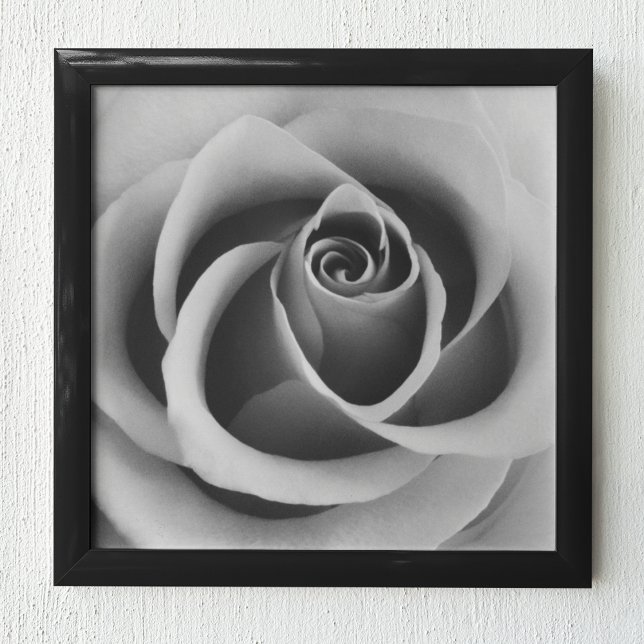 Rose Blume Nah Schwarz-Weiß-Fotografie Poster (Von Creator hochgeladen)