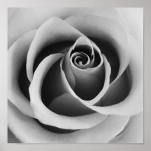 Rose Blume Nah Schwarz-Weiß-Fotografie