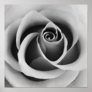Rose Blume Nah Schwarz-Weiß-Fotografie Poster