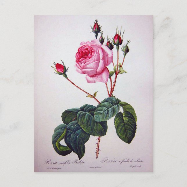 Rose Blume, Pierre Joseph Redouté Postkarte (Vorderseite)