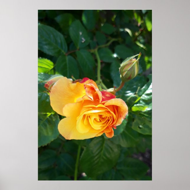Rose Blume Poster (Vorne)